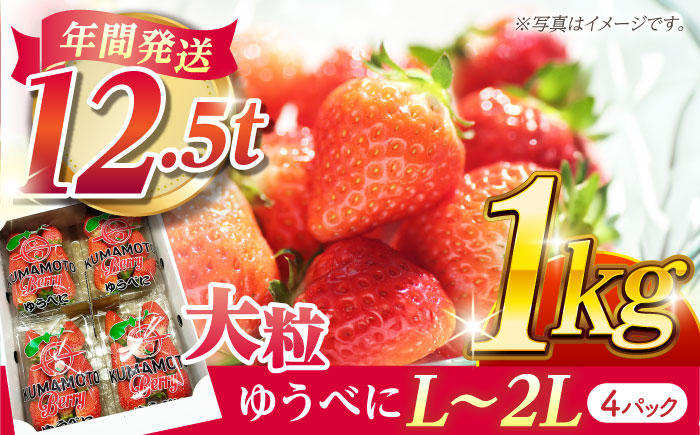 【先行予約】大粒いちご L～2L ゆうべに 1kg（計4pc）【熊本ベリー】フルーツ 果物 くだもの いちご イチゴ 苺 ゆうべに 大粒いちご 国産  [ZER001]