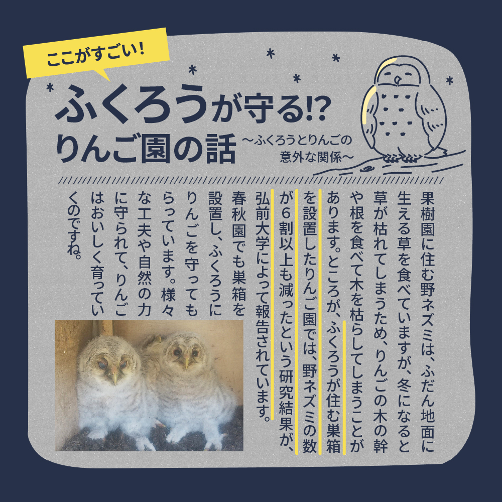 【2026年 先行予約 9月発送開始】 りんご リンゴジュース 定期便 4回 セット 【 サンふじ 早生ふじ サンつがる 青森  林檎 リンゴ 送料無料 定期 フルーツ 】