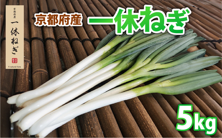 京都府産 一休ねぎ 5kg 白ネギ 葱