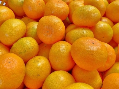 【先行予約】湯の花季節の温州みかん10kg箱　【早生 温州 みかん 果物 果物 フルーツ 旬 柑橘 甘い 新鮮 伊豆 南伊豆 】