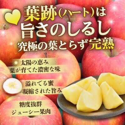 平均糖度13度以上! 葉とらずサンふじ 約5kg おもてなし用【配送不可地域：沖縄県】