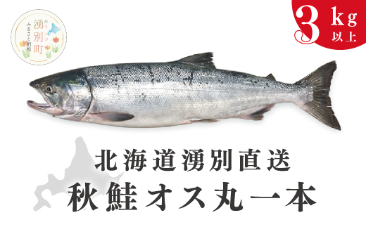 ≪先行予約2025年9月中旬から配送≫北海道湧別港直送　秋鮭オス3kg以上（丸1本）納期指定不可　鮭　さけ　サケ　海鮮　魚介　国産　生　冷蔵　産地直送　オホーツク　おほーつく　湧別町　北海道
