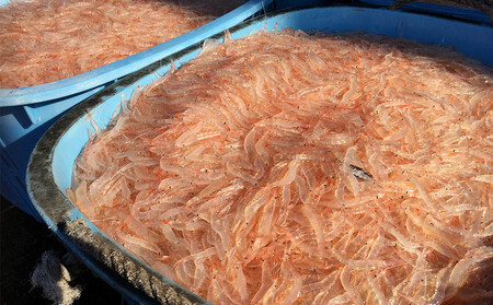 富山湾のシロエビ（殻付き）300g