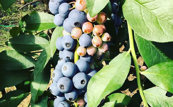 【全3回定期便】青い宝石 国産 急速冷凍ブルーベリー 計約1.5kg（約500g×3袋） 果物 くだもの フルーツ ぶるーべりー 熊本県 菊陽町【アグファーム株式会社】 [BHCX014]