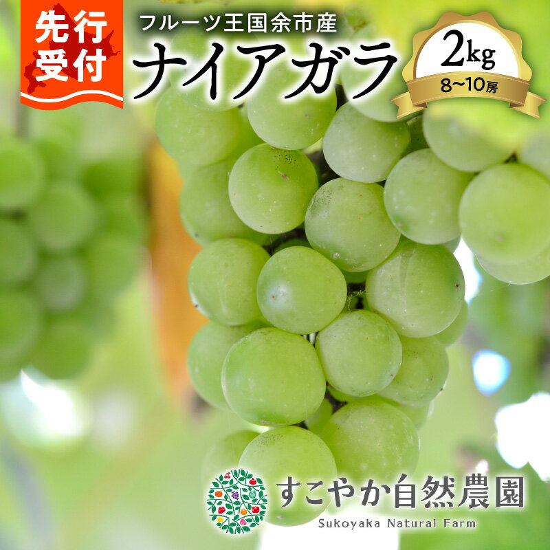 【ふるさと納税】2025年発送【 先行予約 】令和7年産 ぶどう ( ナイアガラ ) 2Kg 箱 8~10房【 すこやか自然農園 】 果物 フルーツ ぶどう ブドウ デザート プレゼント 贈り物 ギフト 高糖度 ジュース 北海道産 甘い香り 北海道 余市町 送料無料