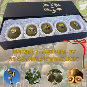 【 先行予約 】 キウイ フルーツ レインボーレッド 約490g （5玉） 希少な赤い果肉の極甘キウイ 山口 阿武町産 フルーツ 果物 デザート【 数量限定 】2025年10月20日頃～12月20日頃