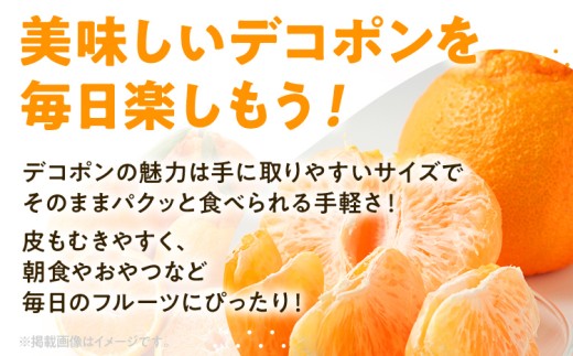 デコポン（不知火）約1kg　※2027年2月上旬頃から順次発送
