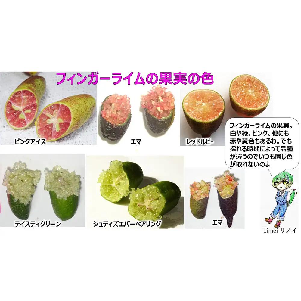No.407 フィンガーライム　100g