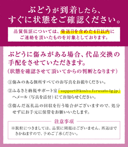厳選 ピオーネ 1.0kg 2房入り【2024年発送】（IS）B-478