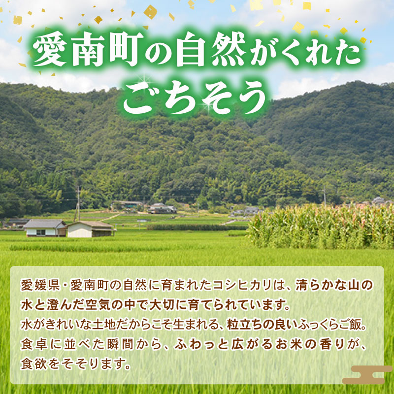 令和8年産 新米 コシヒカリ 5kg 米 お米 白米 精米 こしひかり 人気 産地直送 国産 農家直送 期間限定 数量限定 特産品 2026年産 大粒 もっちり 粘り 甘み おいしい おにぎり 贈答品