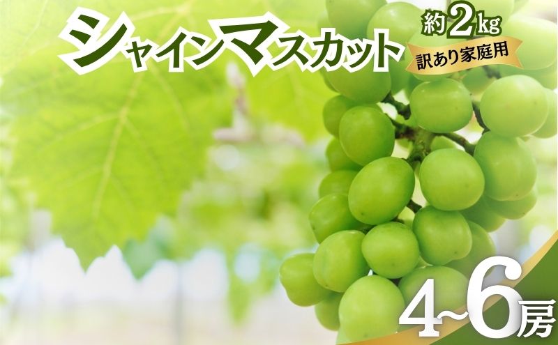 シャインマスカット 訳あり家庭用 約2kg 4～6房 マスカット ぶどう 果物 信州 長野