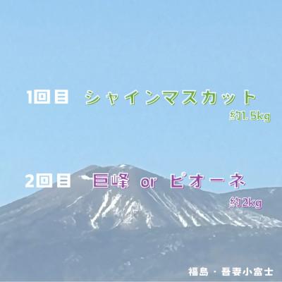 ふるさと納税 伊達市 【発送月固定定期便】伊達なフルーツ定期便 シャインマスカットと巨峰orピオーネ全2回 |  | 01
