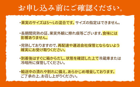 【12月発送】樹上完熟みかん 5kg / みかん 柑橘 ジュース 国産 佐賀 フルーツ / 佐賀県 / 吉田みかん園[41ABAG002]