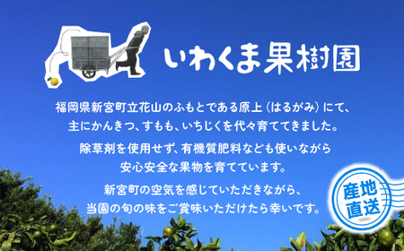 AA216.いわくま果樹園から直送品の温州みかん（約5kg）／2025年9月下旬～2026年1月下旬発送予定★予約分★