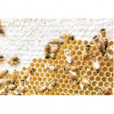 ふるさと納税 水戸市 季節で移ろうはちみつスティック7種セット【ハニースティックST7】【茨城県共通返礼品/五霞町】 |  | 03