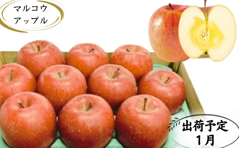 
            【1月発送】訳あり 家庭用 蜜入りサンふじ 約3kg【青森りんご・マルコウアップル】
          
