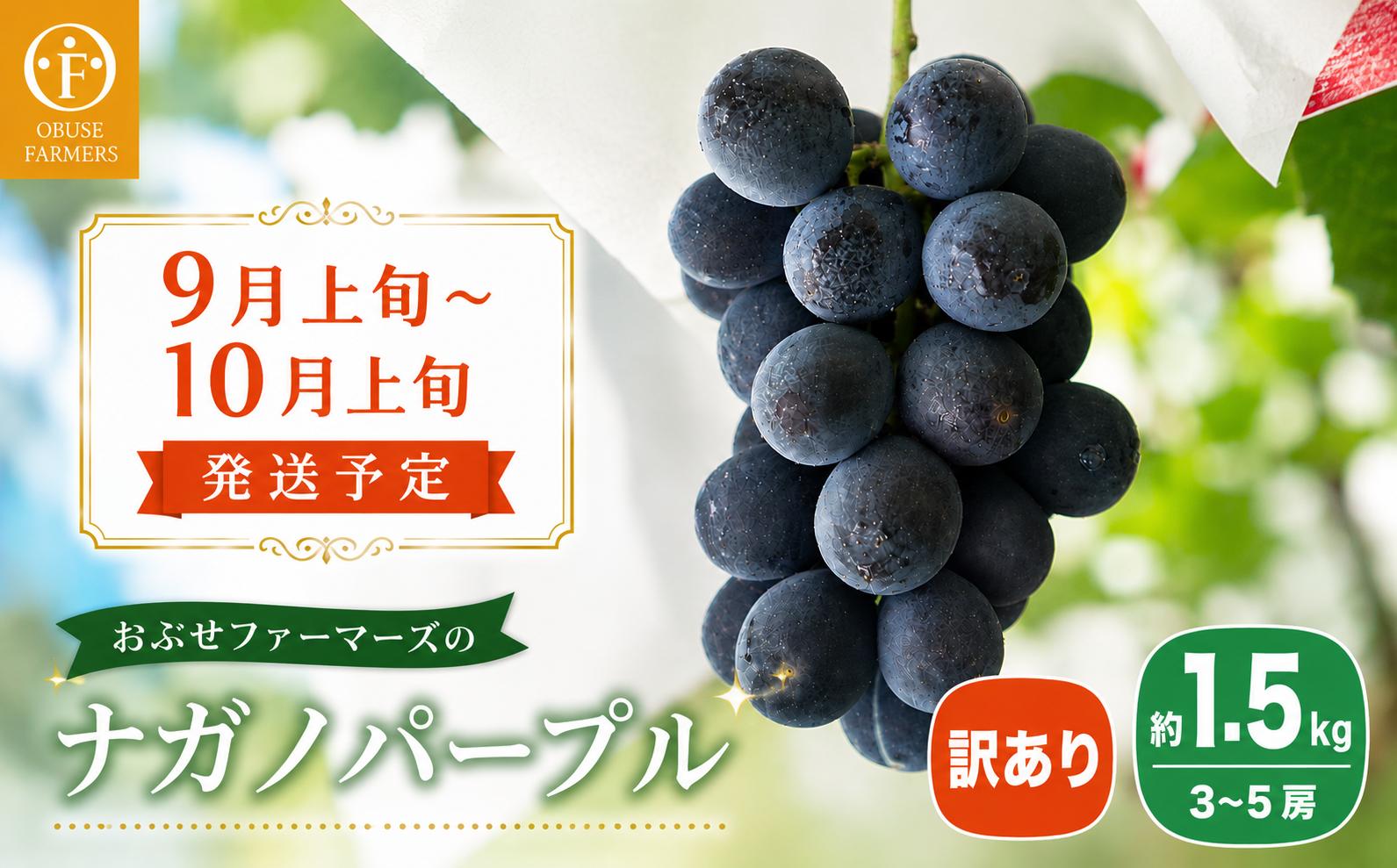 
                  【訳あり】ナガノパープル 約1.5kg 3～5房 ［おぶせファーマーズ］家庭用 果物 フルーツ ぶどう 期間限定 数量限定 規格外 不揃い 傷 令和8年産 【2026年9月上旬～10月上旬発送】［F-544］
                