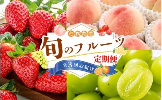 【フルーツ定期便・全3回】品質に自信あり！くしがきの里から直送　桃・シャインマスカット・まりひめを季節ごとにお届け! / 定期便 桃 もも シャインマスカット マスカット いちご イチゴ 苺 果物 フ