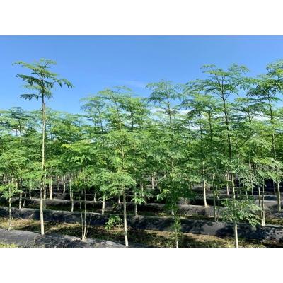 ふるさと納税 錦江町 モリンガ青汁(おためしパック)20本入×1袋 No.036-1 |  | 02