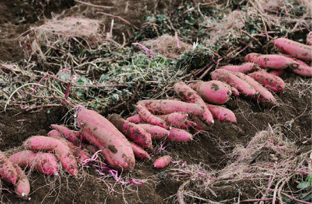 焼き芋クロワッサン クロワッサン クロワッサン クロワッサン クロワッサン クロワッサン クロワッサン 