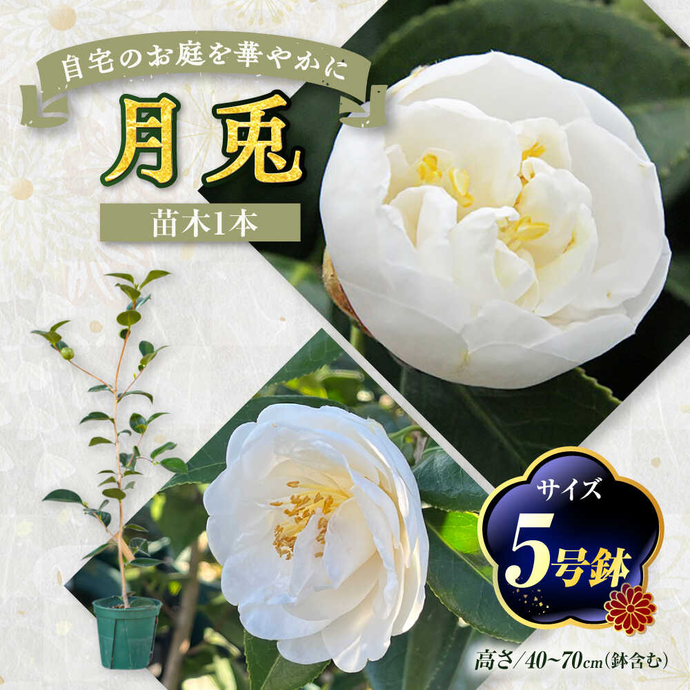 【ふるさと納税】椿 「月兎-つきうさぎ-」 5号鉢 苗木 / 植物 最新椿 花 苗 鉢植え / 稲沢市 / 椿園株式会社[BMBI009]