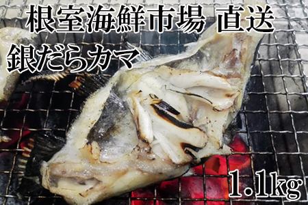根室海鮮市場＜直送＞銀だらカマ1.2kg G-28008