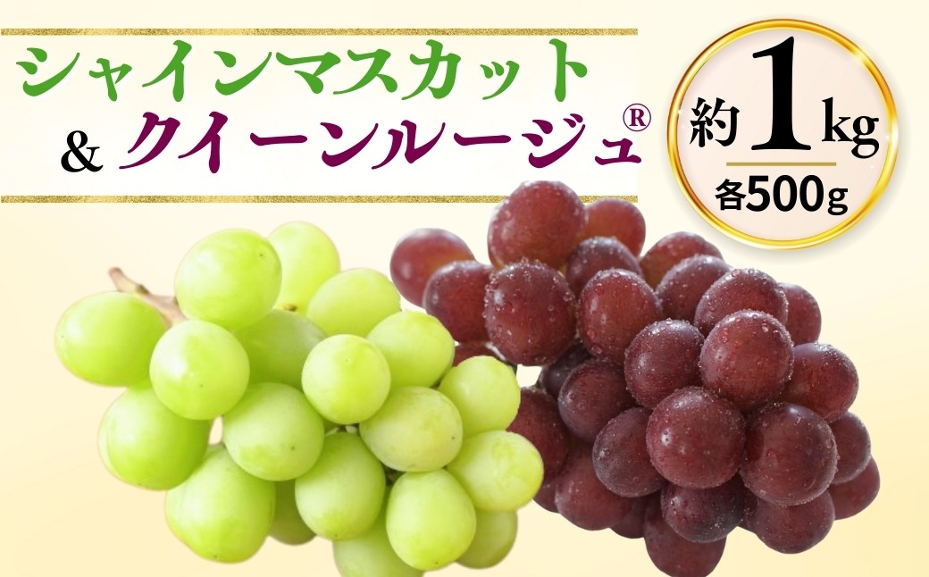 
                  【2026年先行予約】シャインマスカット ＆ クイーンルージュ® 詰め合わせ セット  計約1kg（2~3房）※最低900g以上｜ 果物 フルーツ 白ぶどう 赤ぶどう 葡萄 ブドウ 種無し 種なし 皮ごと 詰合せ 詰合わせ 詰め合わせ つめあわせ 千曲市 長野県 信州
                