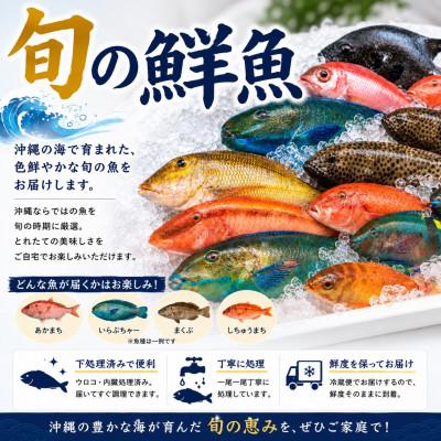 ふるさと納税 国頭村 【国頭漁業協同組合直送】旬の鮮魚おまかせセット 3kg(4〜8種類) |  | 01