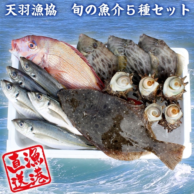 BH-4z 【朝獲れ直送！】天羽漁協　旬の魚介５種セット