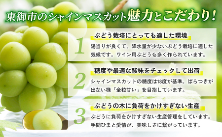 東御市産冬出しシャインマスカット 約1.1kg ※2024年11月下旬～12月中旬頃に順次発送予定