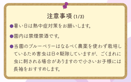 【時間無制限 食べ放題コース】ブルーベリー狩り体験 ファミリープラン | ブルーベリー 摘み取り 体験 ブルーベリー狩り フルーツ狩り 食べ放題 時間 無制限