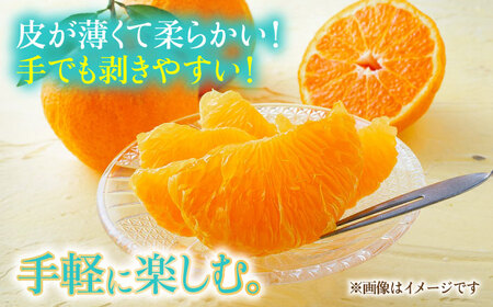 【数量限定】不知火 約10kg 【日本フルーツ株式会社】[ZFJ003]