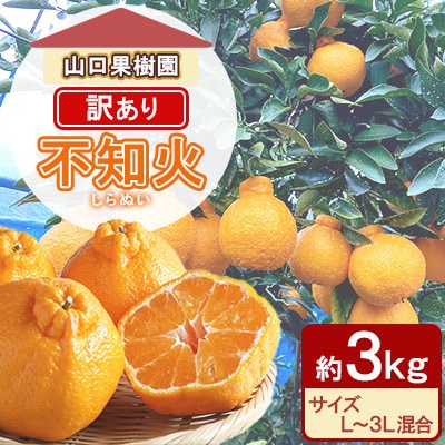 不知火 訳あり 約3kg L～3L混合【先行受付!2026年2月上旬～順次発送】山口果樹園(宇城市)【1703931】