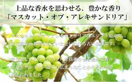 ぶどう 2024年 先行予約 マスカット ・オブ・アレキサンドリア 約600g×1房 9月上旬～9月下旬発送分 ブドウ 葡萄  岡山県産 国産 フルーツ 果物 ギフト[No.5220-1443]