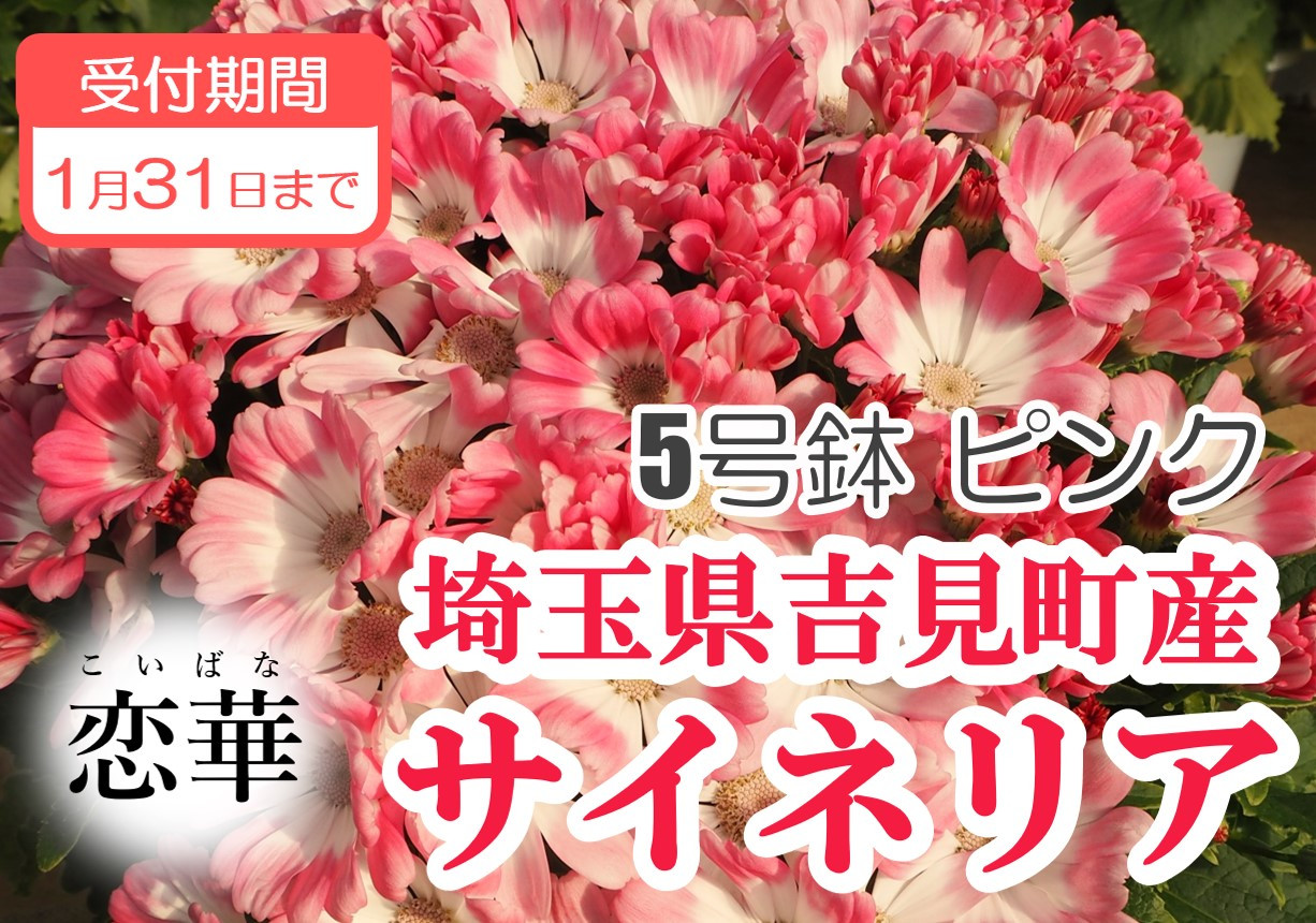 
            【恋華】サイネリア　５号（１５ｃｍ鉢）　ピンク
          