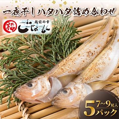 ふるさと納税 越前町 【越前海岸・美味直送シリーズ】一夜干しハタハタ詰合わせ(7〜9尾入り5パック)