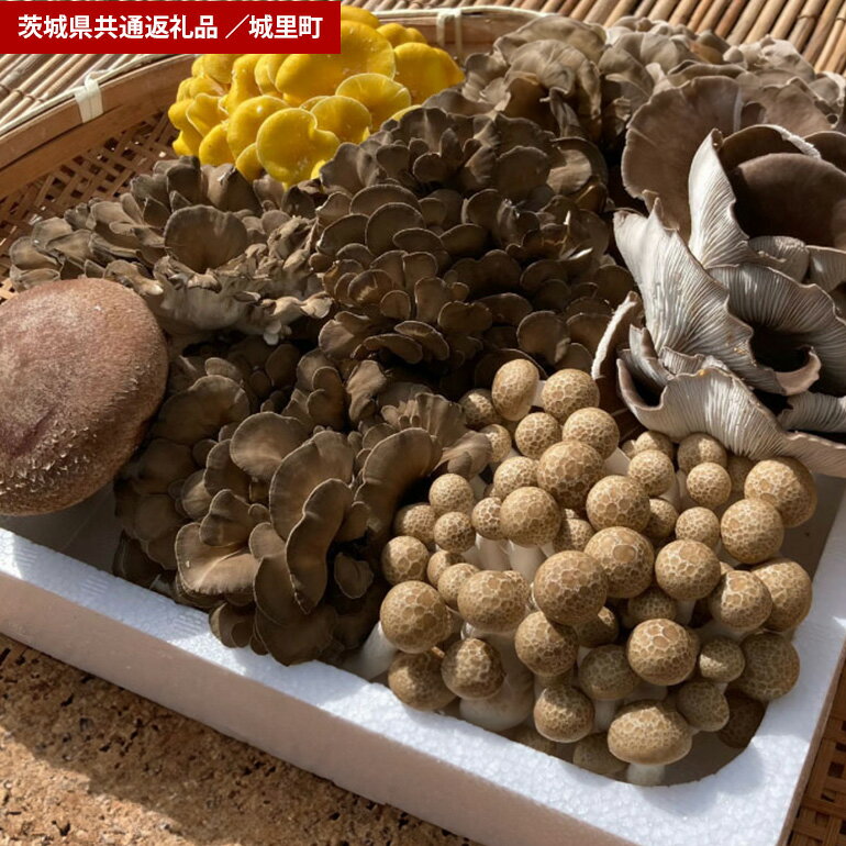 【ふるさと納税】きのこ 詰め合わせ Sサイズ（茨城県共通返礼品・城里町産）