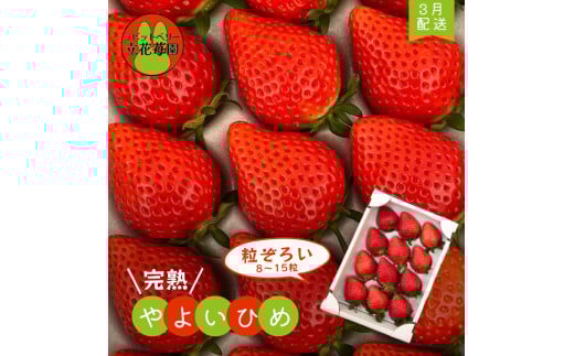 ※3月～順次発送※【粒ぞろい】立花苺園の完熟やよいひめ