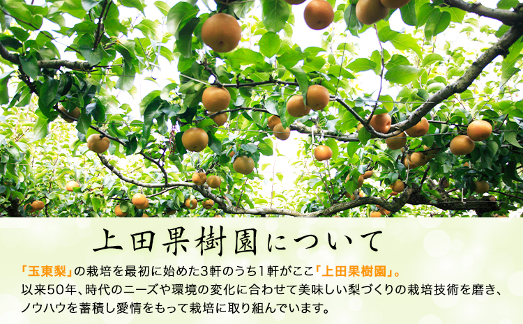 上田果樹園の元祖！玉東梨(旬の品種をお届けします)約5kg(8玉-16玉)熊本県玉名郡玉東町 なし 果物 スイーツ デザート 《7月下旬-9月下旬頃出荷》