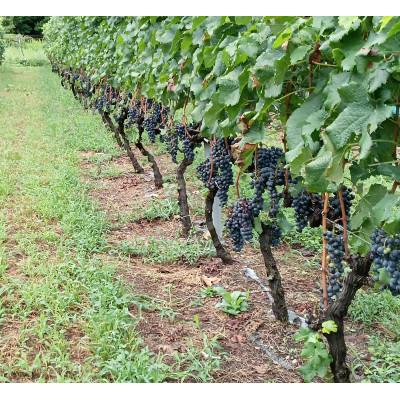 ふるさと納税 千曲市 千曲市初のワイナリーイルフェボー　リュンヌ　冷やしても美味しいフレッシュ赤ワイン　750ml |  | 02