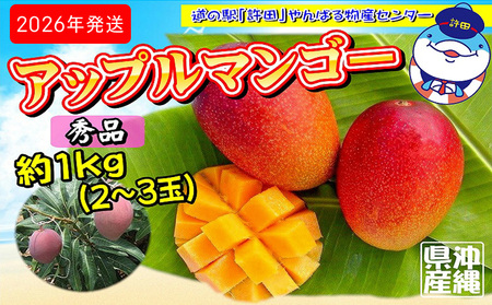 2026年発送　道の駅許田の秀品アップルマンゴー　約1kg 完熟 マンゴー アップル 南国 沖縄 フルーツ くだもの 果物 果実 先行予約 産地直送 贅沢 濃厚 スイーツ デザート 旬の果物 贈り物 ギフト プレゼント 贈答用