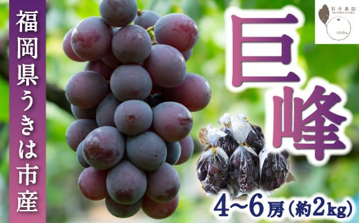 
            【先行予約】 石井農園 巨峰 4房から6房 （約2kg） 【2025年8月中旬から9月上旬 出荷予定】 葡萄 ぶどう ブドウ 果物 くだもの フルーツ 果実 新鮮 フレッシュ 朝採り直送 お取り寄せ 福岡県 うきは市
          