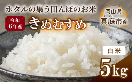 令和6年産 きぬむすめ 白米 5kg 岡山県真庭市産 / 国産 お米 米 ブランド米 【takenaka001】