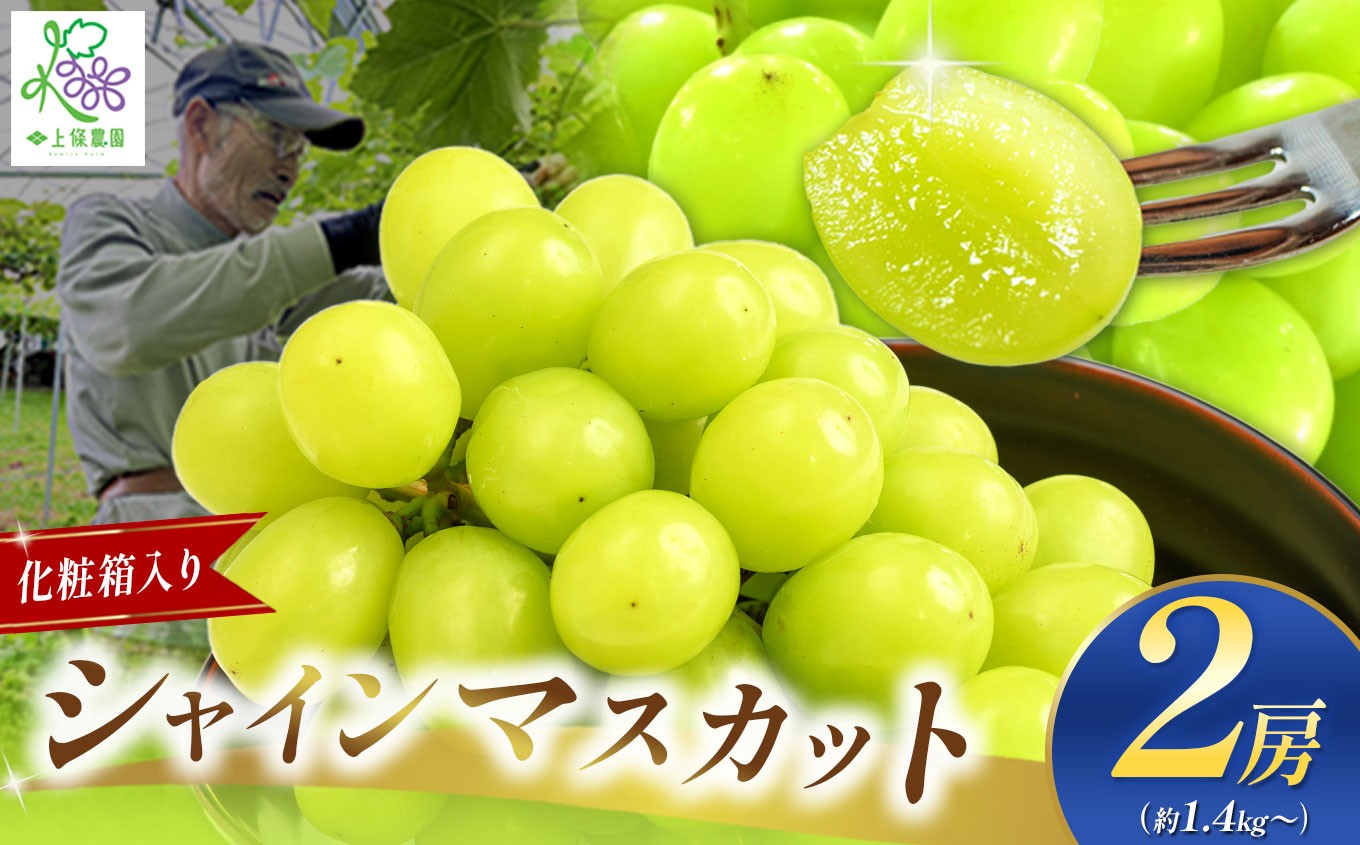 
            【先行予約】シャインマスカット2房【化粧箱入り】ギフトや贈答用に！【9月中旬頃～順次発送予定】| 果物 くだもの フルーツ 葡萄 ぶどう ブドウ マスカット シャインマスカット ギフト プレゼント 贈答用 化粧箱 長野県 塩尻市
          