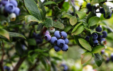 Stoneブルーベリージュース（２本セット）