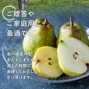 【2024年先行予約】糖度14度以上の極上品　大玉西洋梨 約2.8㎏（4～11個）