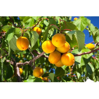 ふるさと納税 長野県 生あんず ハーコット(生食用)約1.1〜1.2kg(小サイズ)長野県産 産地直送 |  | 01