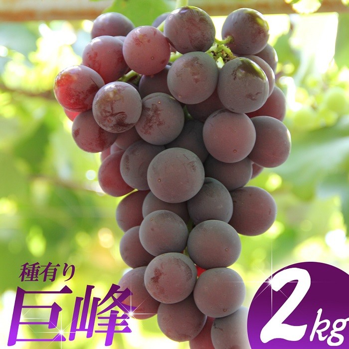 
                  巨峰 約2kg ／ フルーツ 果物 種あり ぶどう ブドウ 数量限定 奈良県 御所市
                