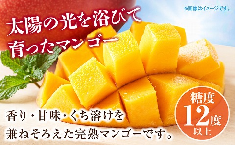 《2025年発送先行予約》宮崎県産完熟マンゴー 3L×2玉