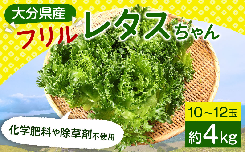 
                  大分県産 フリルレタスちゃん 約4kg (10～12玉) 高原野菜 レタス 【2026年10月下旬まで順次発送予定】
                